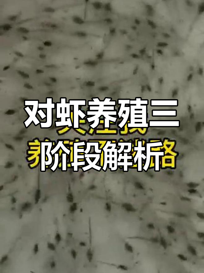 南美白对虾养殖三大阶段,掌握这些关键点避免损失