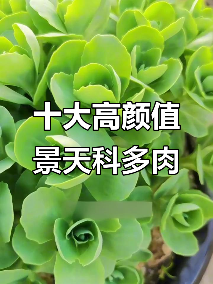 10款颜值爆表的景天科多肉，你绝对不能错过！