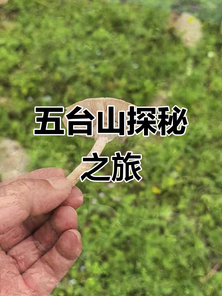 探索五台山,与自然同行,体验采蘑菇的乐趣!