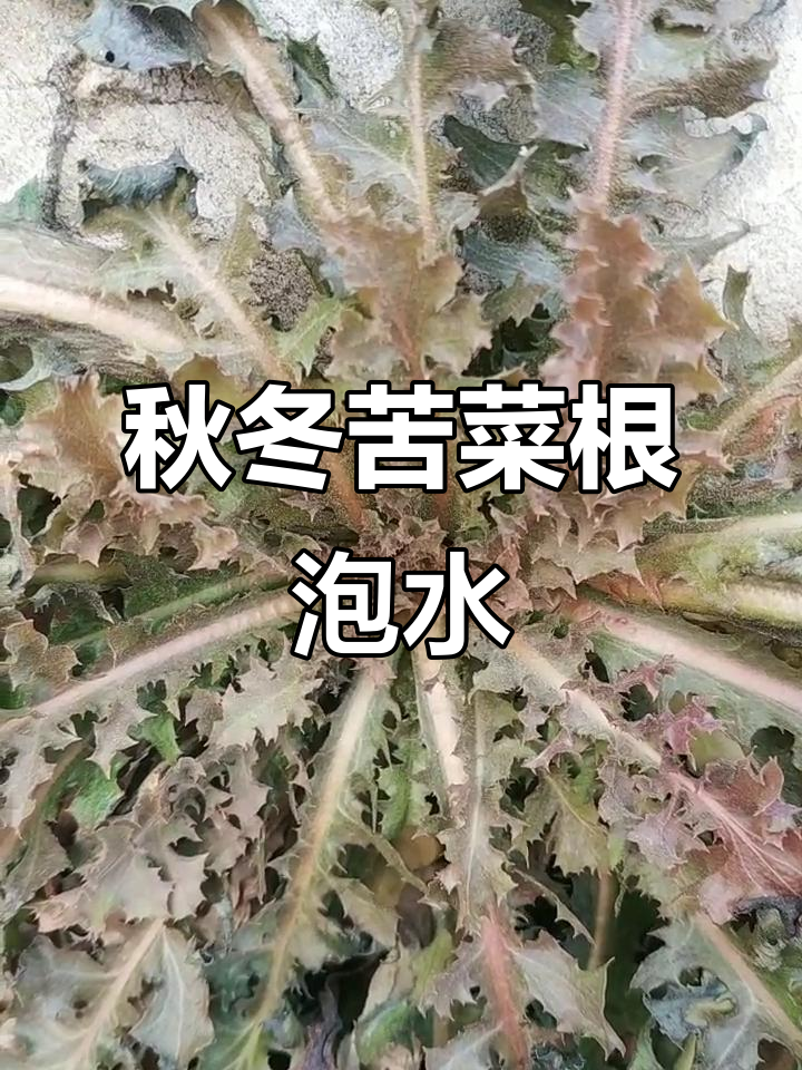 初冬苦菜根泡水，降火又营养