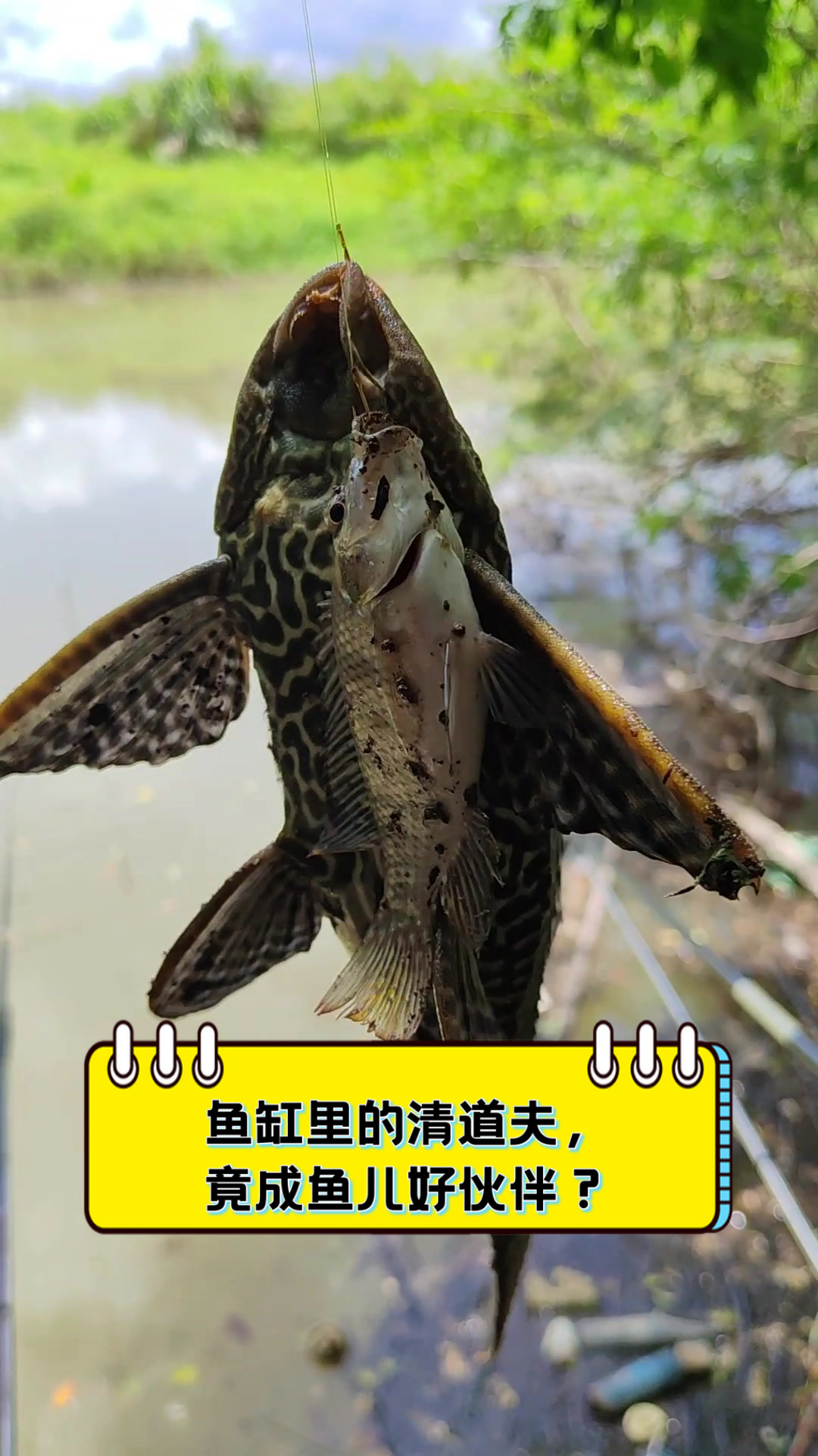 鱼缸里的清道夫,竟成鱼儿好伙伴?