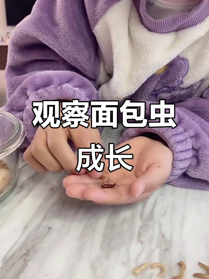 面包虫的一生:从幼虫到成虫的蜕变过程
