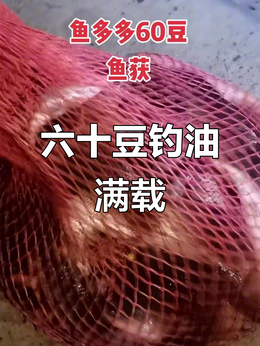 六十豆黑坑钓鱼,鱼获满满让人过瘾