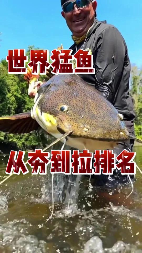 世界猛鱼从夯到拉排名