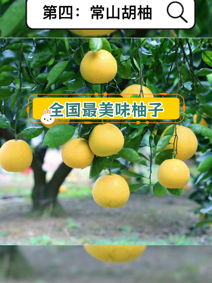 中国最好吃的柚子排行,看看你家乡的品种上榜了吗