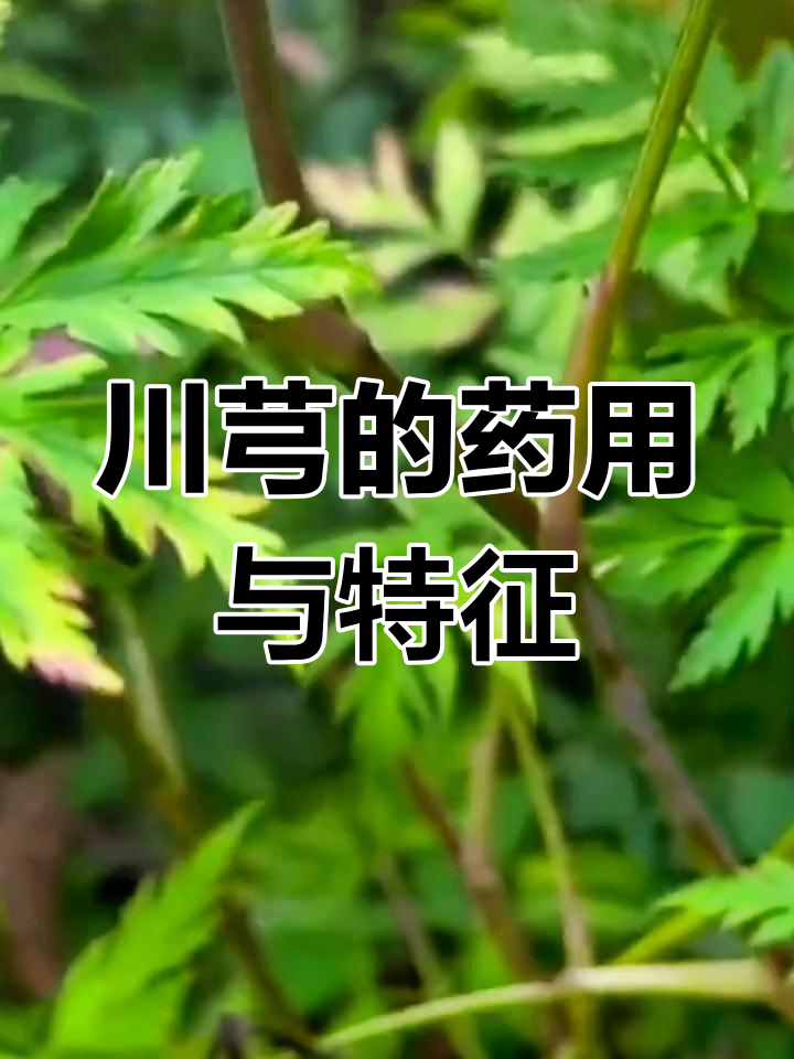 川芎:香气四溢的珍贵药材,了解它的独特价值