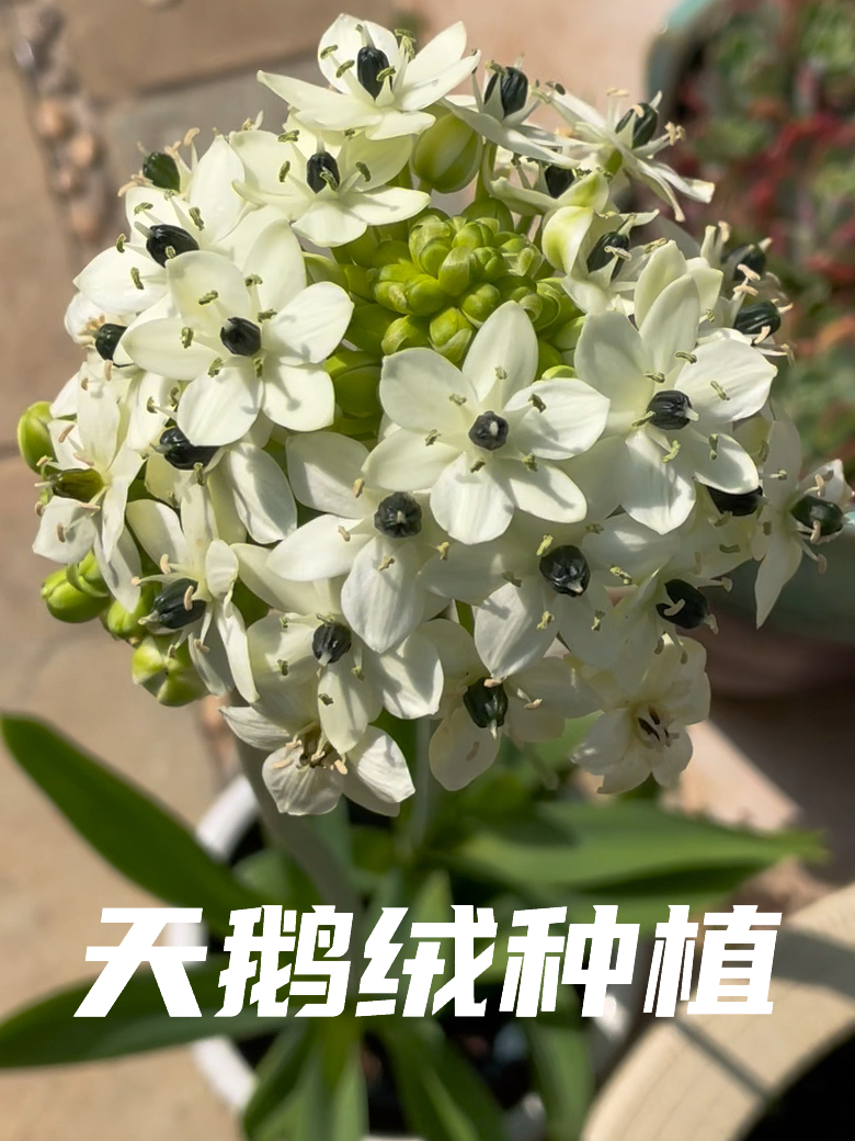 天鹅绒/伯利恒之星种植 从种球到开花