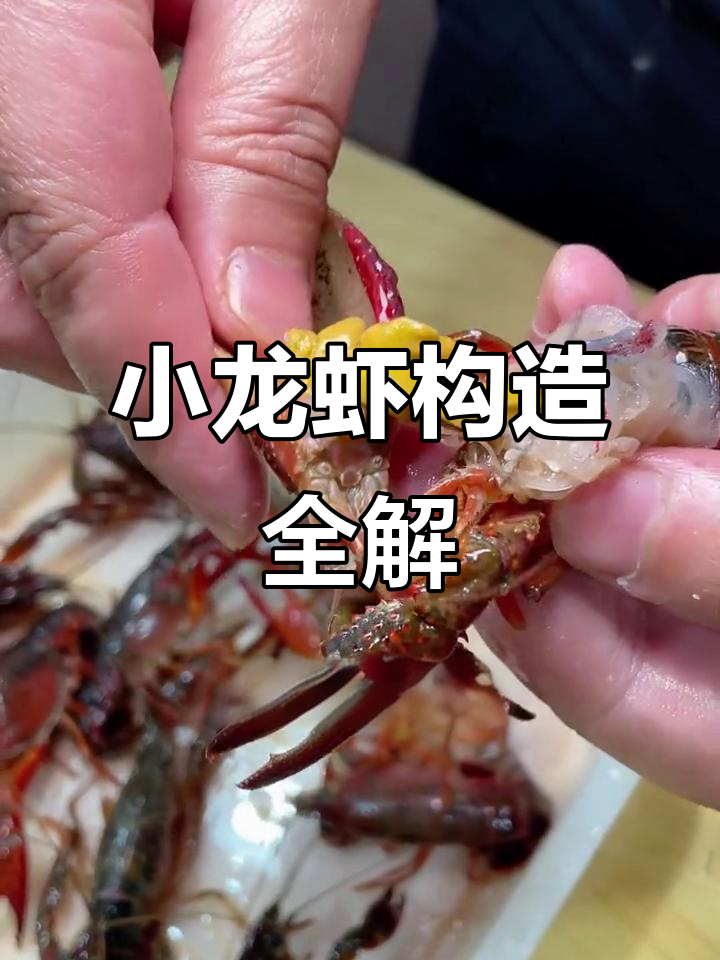 小龙虾身体大揭秘:从钳子到虾线的全方位解析