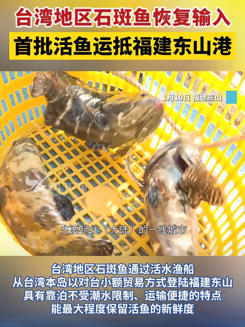台湾地区石斑鱼恢复输入,首批活鱼运抵福建东山港!台湾 石斑鱼 海关