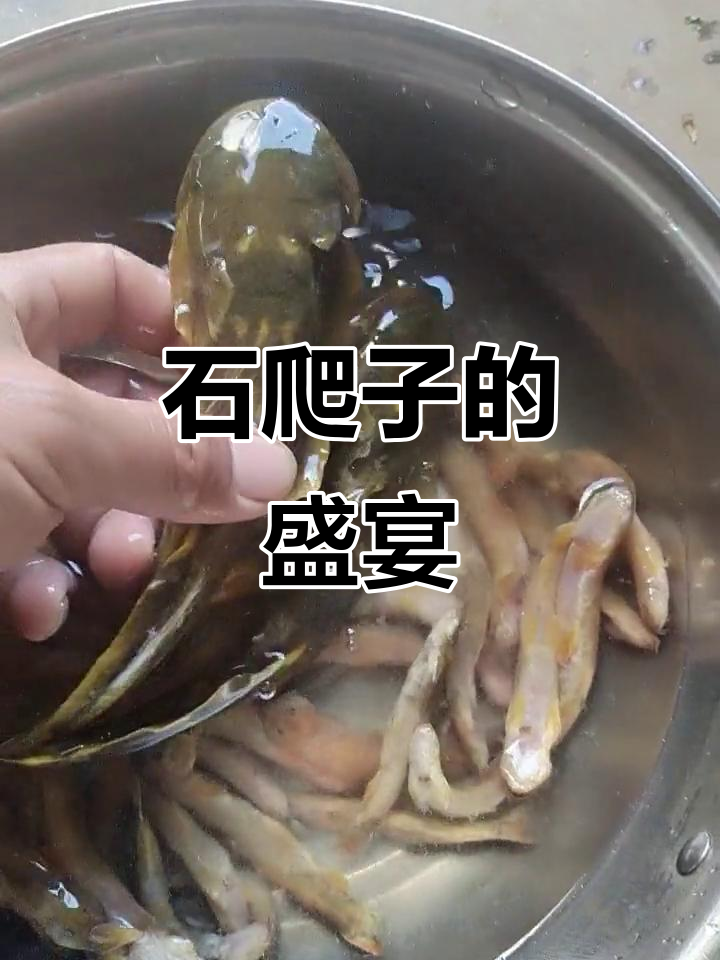 景谷石爬子终于得偿所愿，一公斤鱼成了它的美味大餐