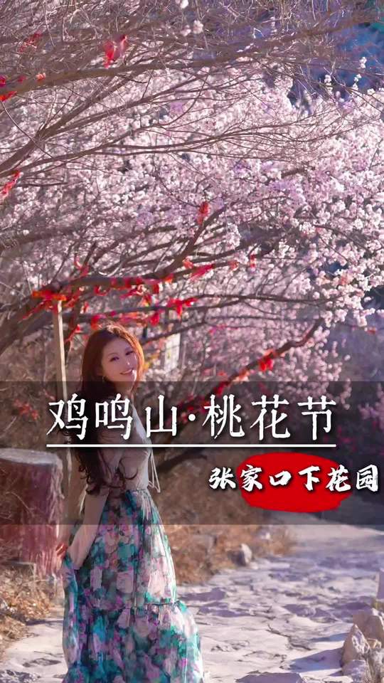 下花园鸡鸣山桃花节春游张家口赏花季，桃花朵朵开