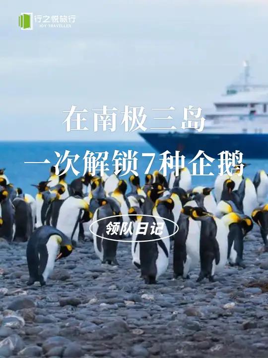 南极三岛刚回来,这次我们幸运地拍到了7种企鹅,遇到了虎鲸一家同游,在夕阳下看见了世界上最大