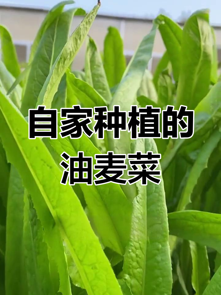 阳台种油麦菜,鲜嫩可口,比超市更美味!