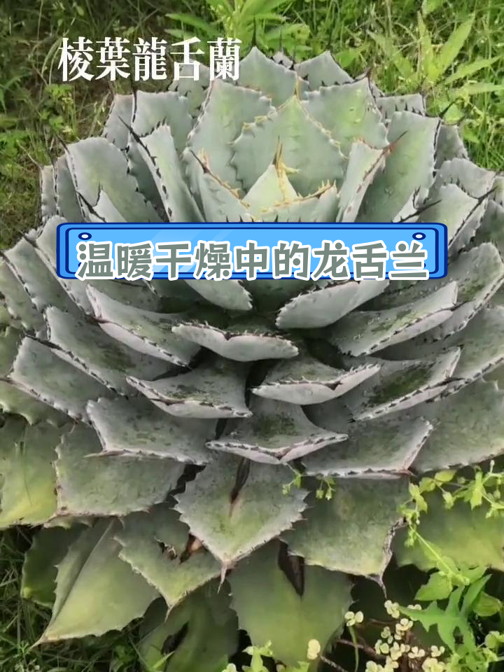 棱叶龙舌兰:墨西哥的耐寒多肉植物