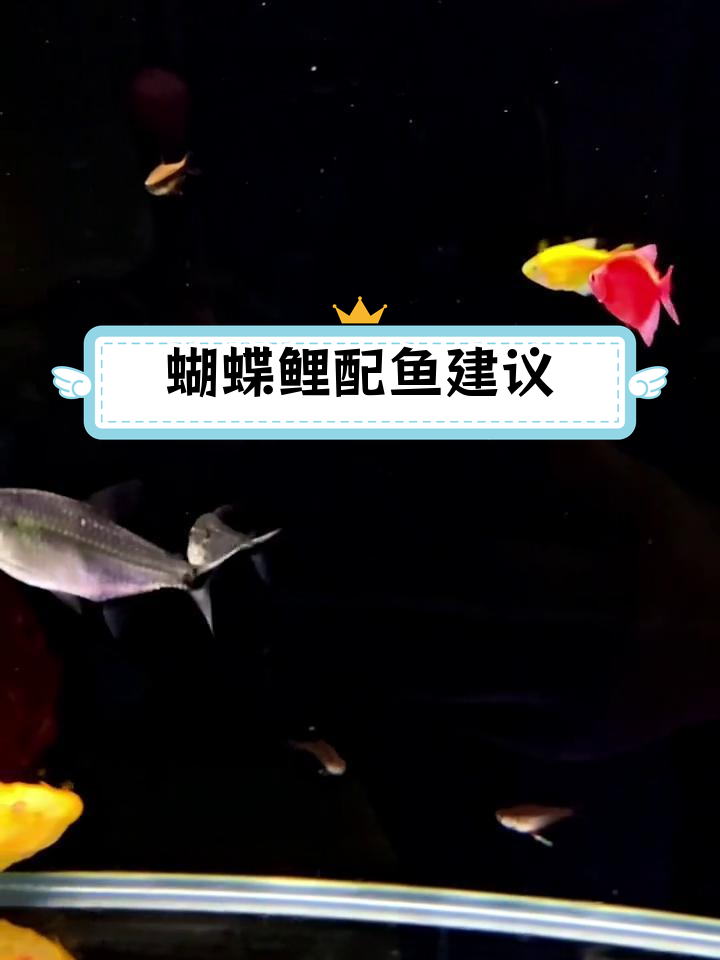 蝴蝶鲤混养推荐:一眉道人、黑尾大勾与天使鱼