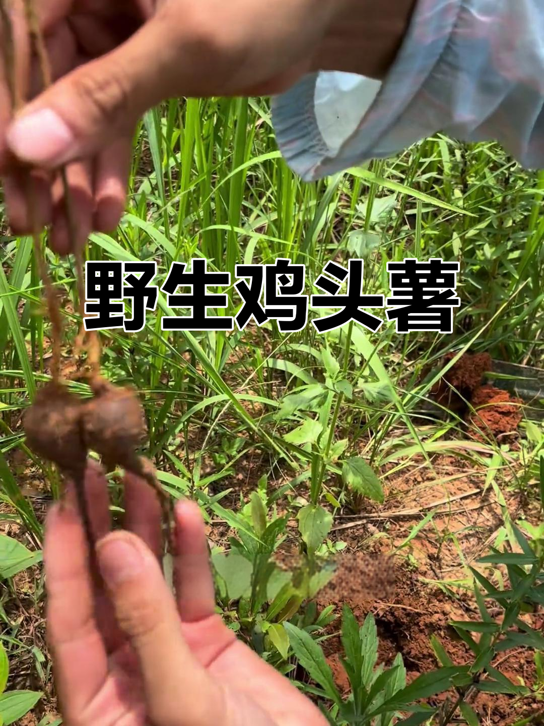 鸡头薯：小时候的野味，你家乡有吗？