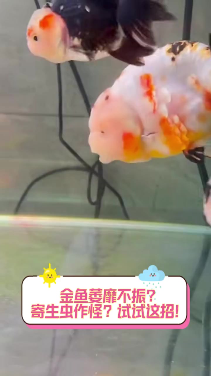 金鱼萎靡不振?寄生虫作怪?试试这招!