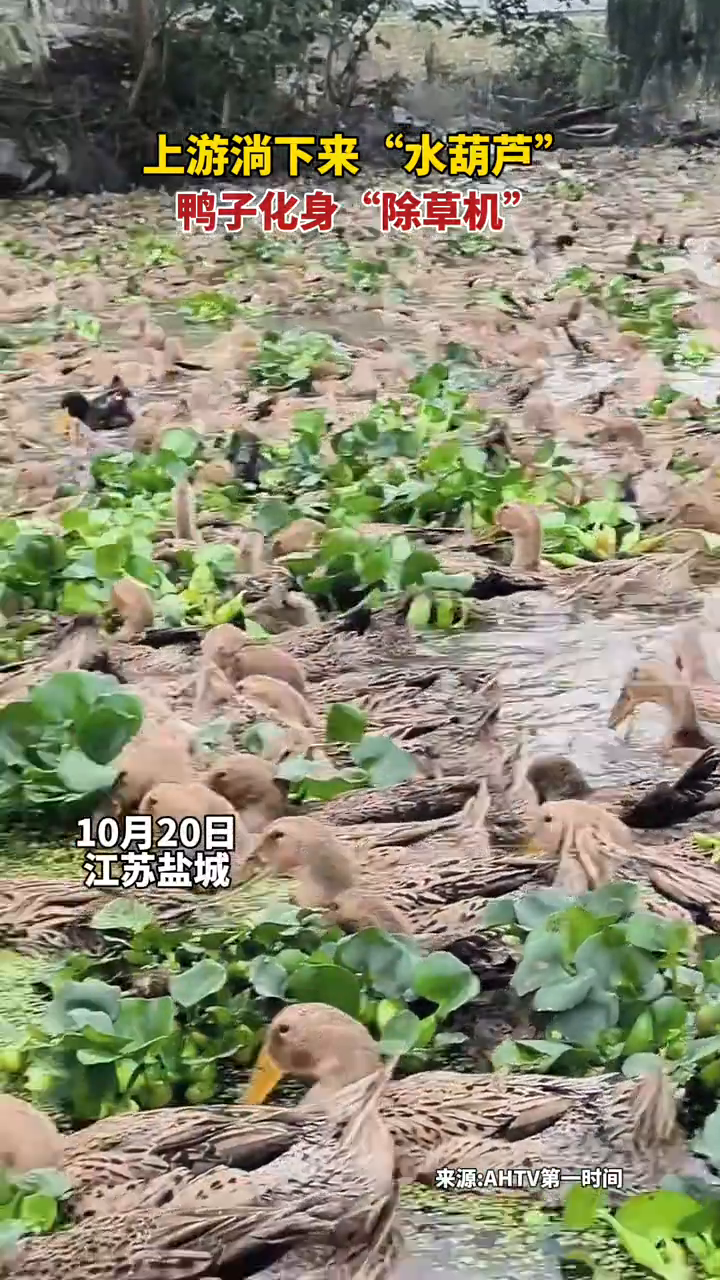 上游淌下来“水葫芦”,鸭子化身“除草机”