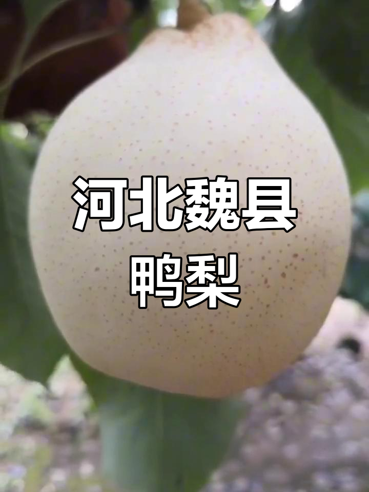 魏县鸭梨:古老品种的独特魅力