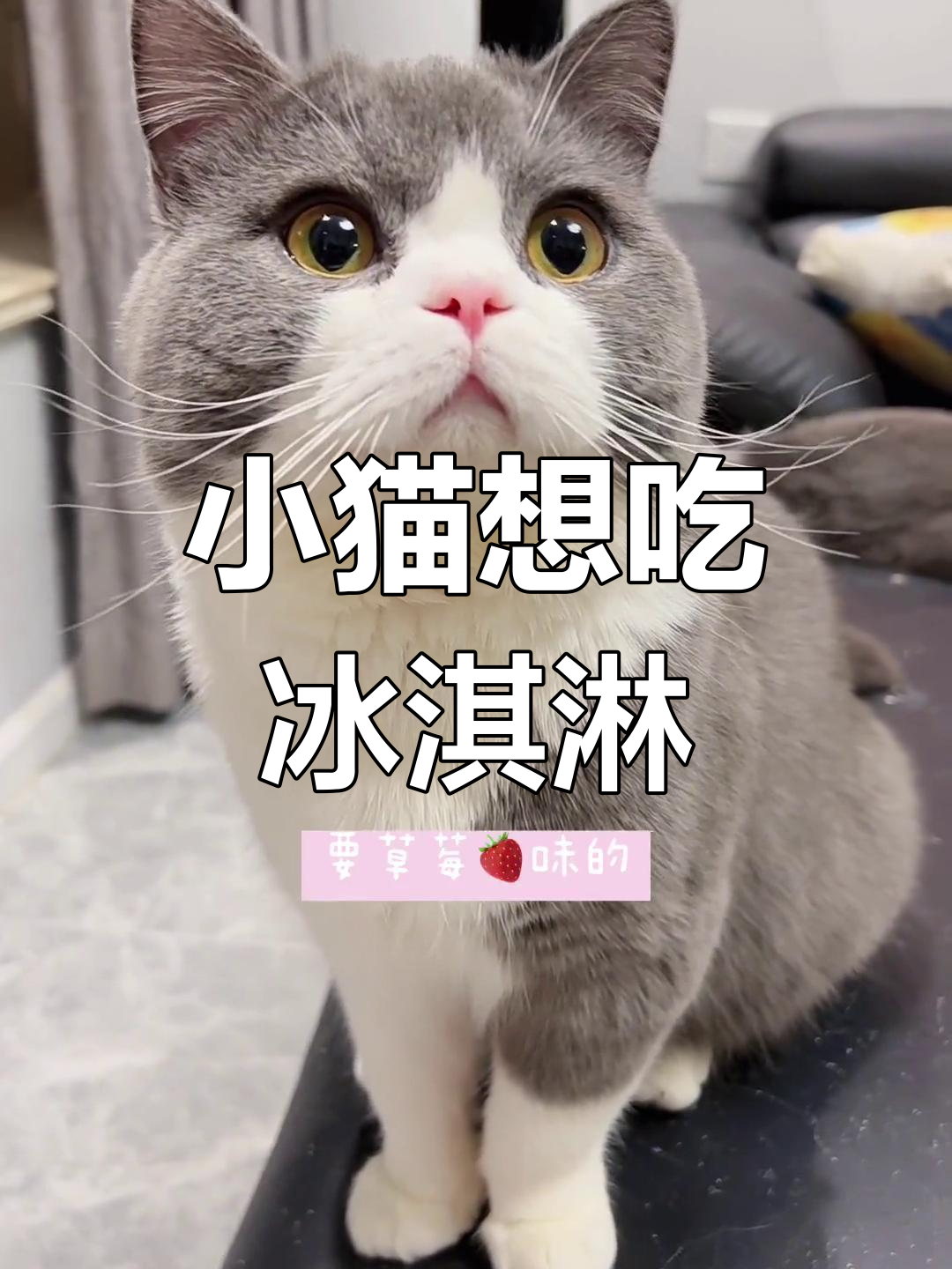 疫情下的冰淇淋梦,小猫咪也想要草莓味!
