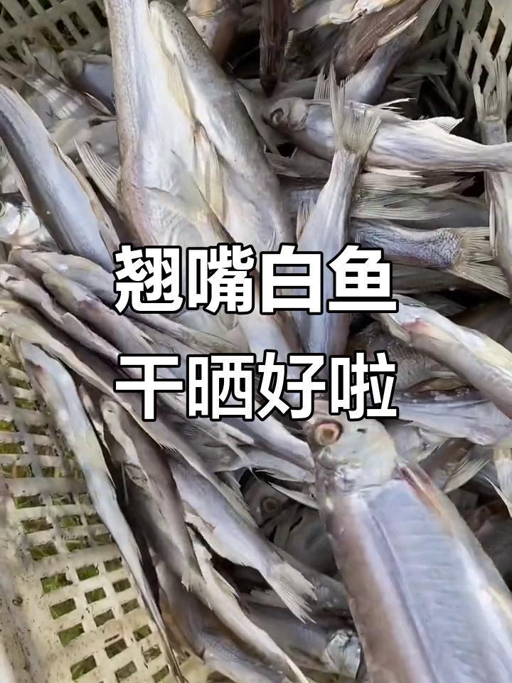 大号翘嘴白鱼干,清蒸红烧炒辣椒都超下饭!