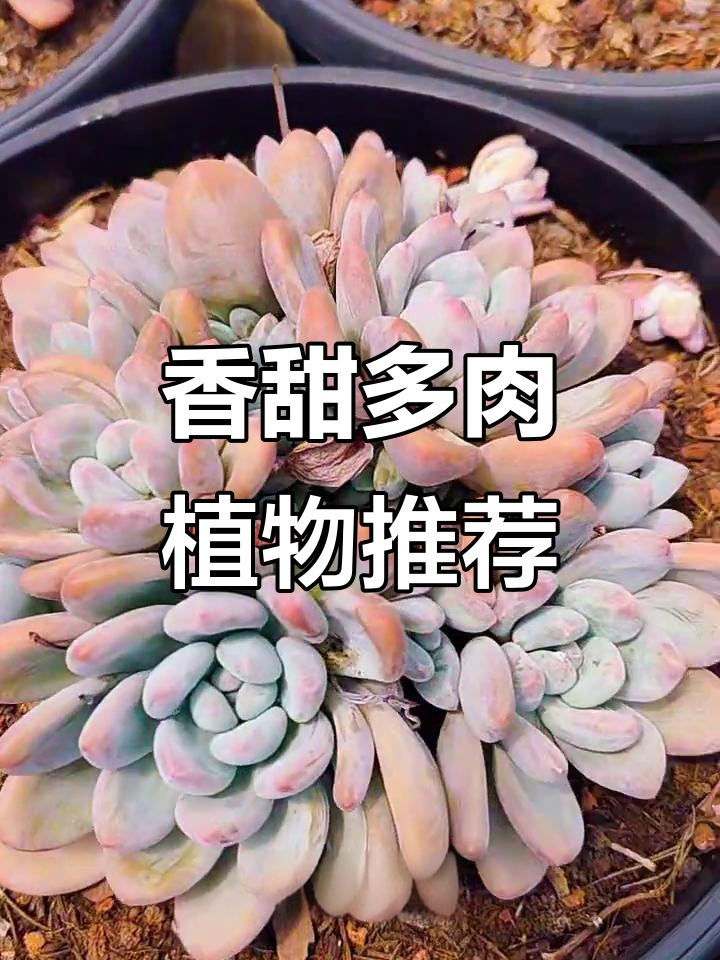 这些多肉品种香气扑鼻,养一盆试试!