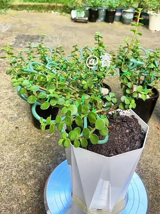 三根枝条拼一个孔雀开屏造型,用这个孔雀支架做造型简单又漂亮!种植小技巧爱生活爱养花一起养花