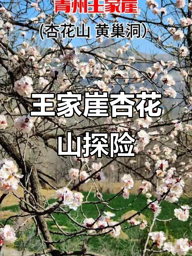 探秘青州王家崖杏花山与黄巢洞,感受自然景观的奇妙