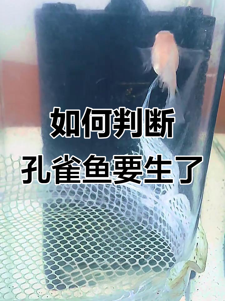 孔雀鱼快生小鱼的四大征兆,学会这些判断技巧