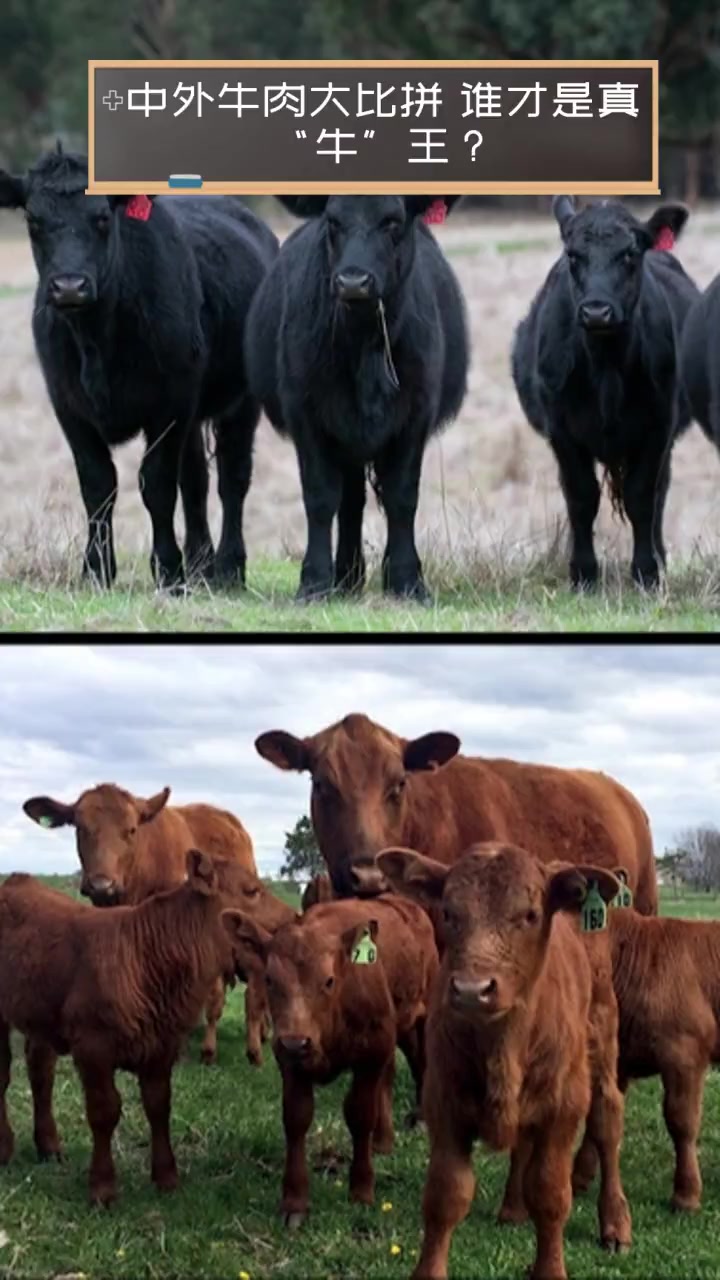 中外牛肉大比拼,谁才是真“牛”王?