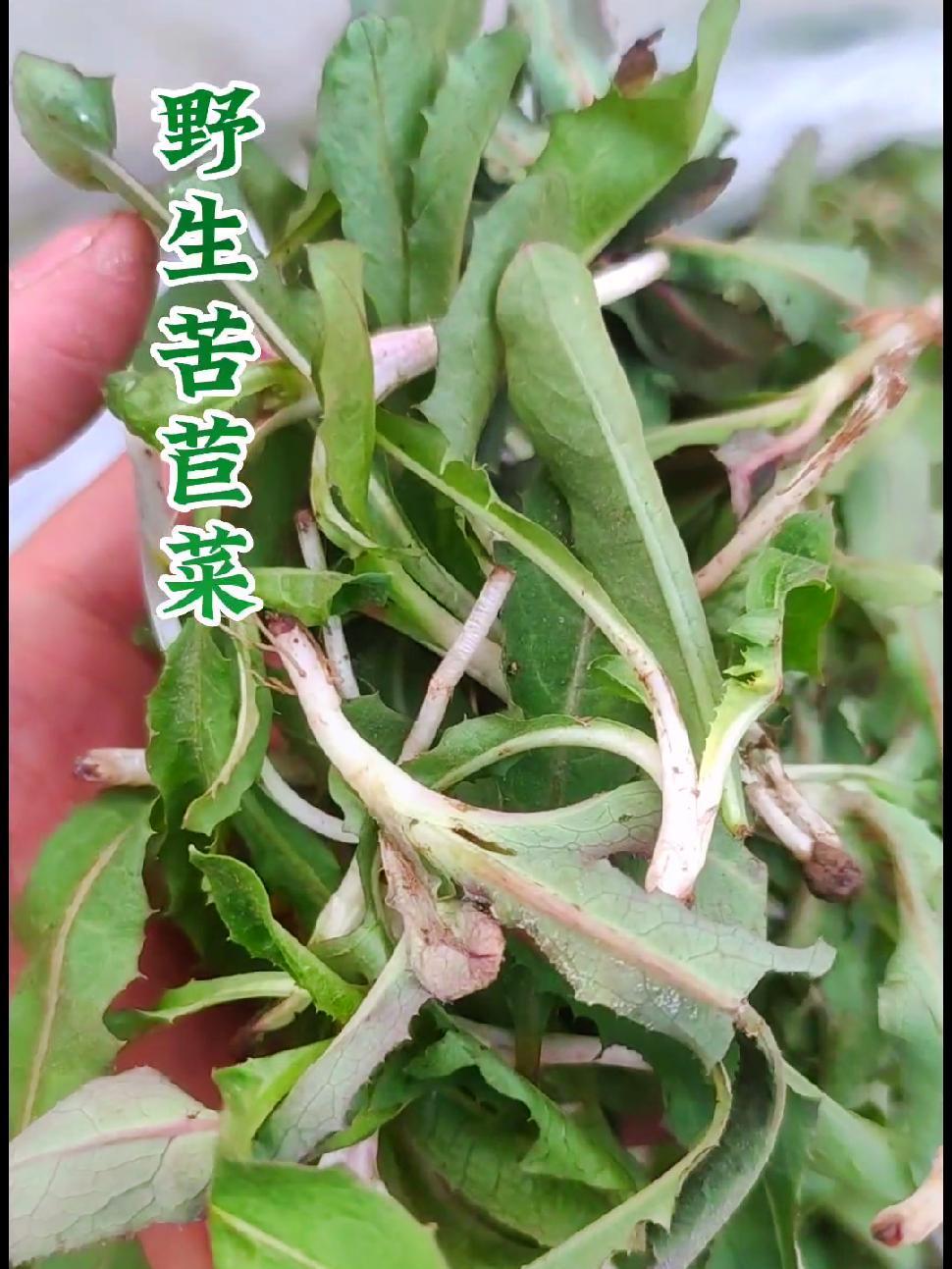 带根吃的苦曲菜,入口略苦、随之是清香和甘甜,焯水后凉拌特别好吃!还有多少记得它?创作灵感 