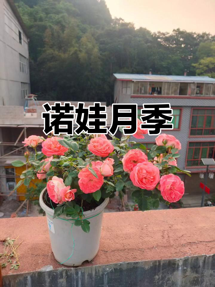 诺娃月季,独特鲑鱼粉色,花期持久,初开如画
