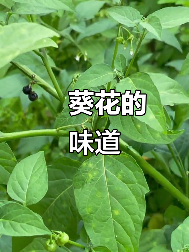 龙葵花:茄科美味野菜,甜中带涩
