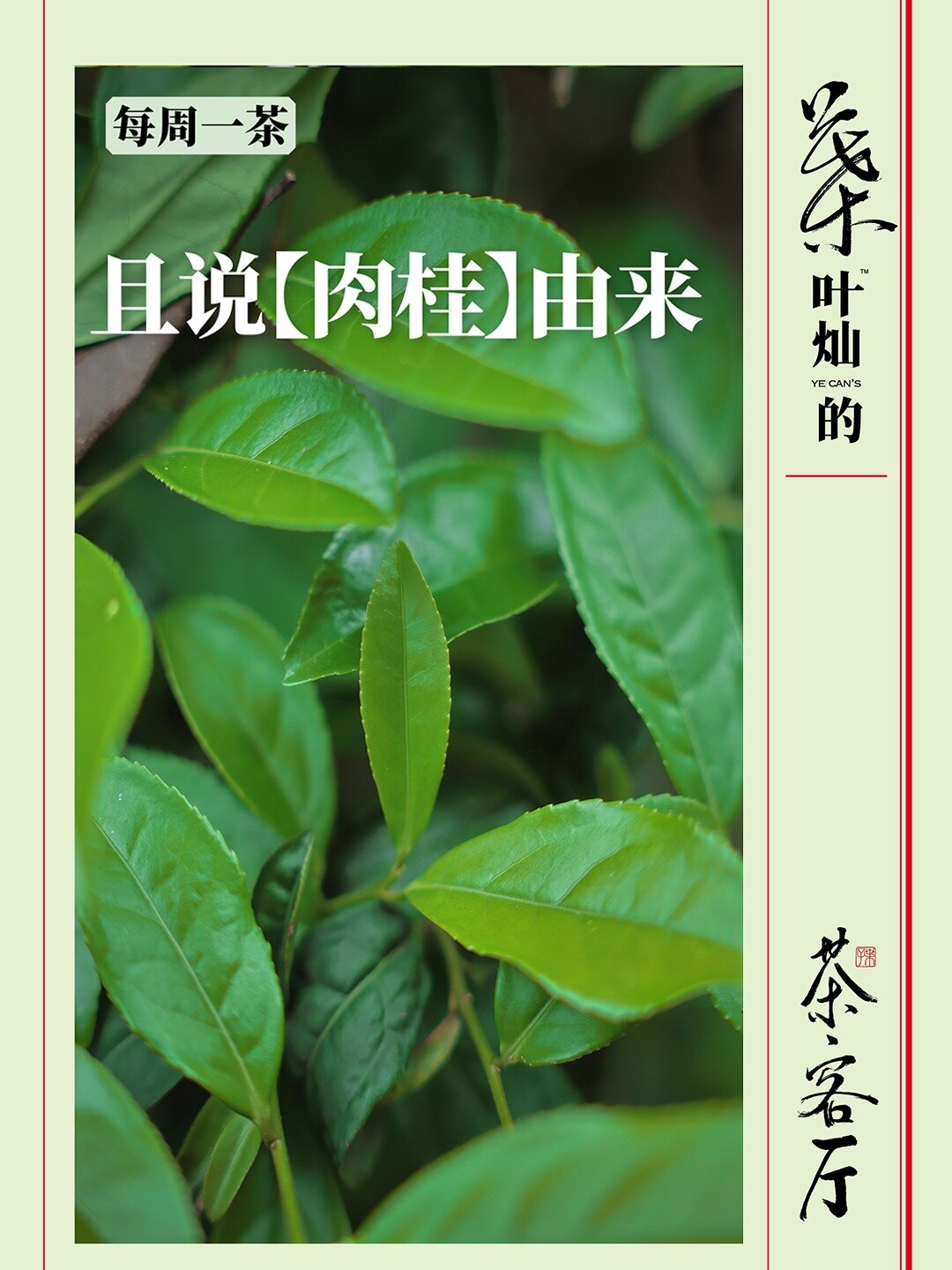 且说“肉桂”的由来