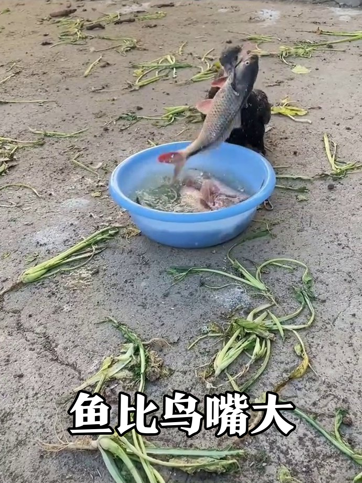 鸬鹚硬吞巨型鱼，脖子伸成“S”形惊呆众人