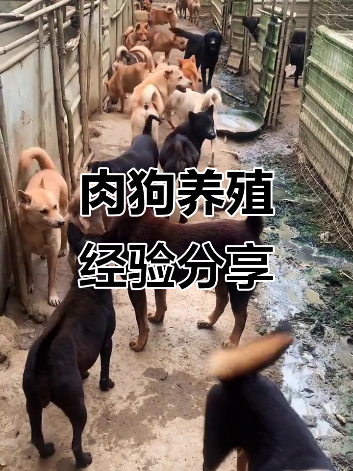 大型肉狗养殖基地揭秘,土狗与名犬杂交优势分析