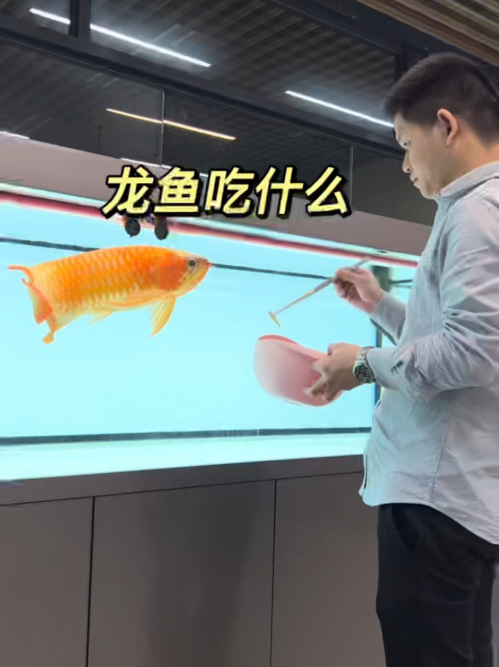 龙鱼吃什么发色