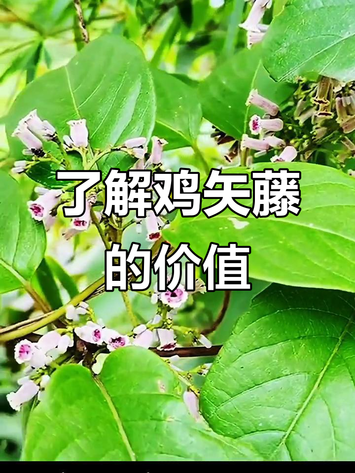 鸡矢藤：一种独特藤本植物的神奇功效与气味
