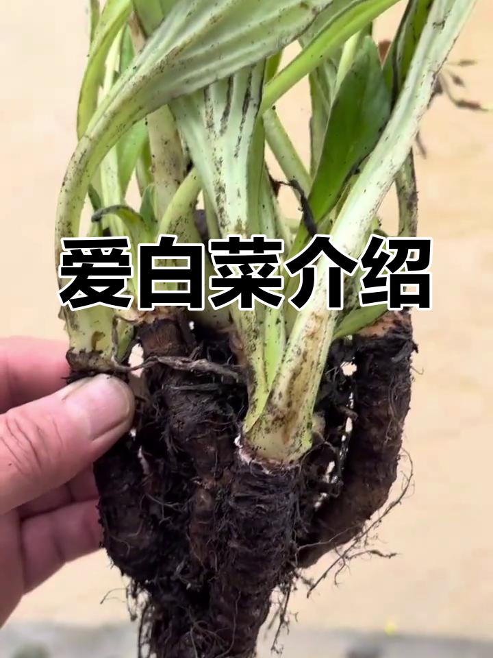 岩白菜与矮白菜的区别