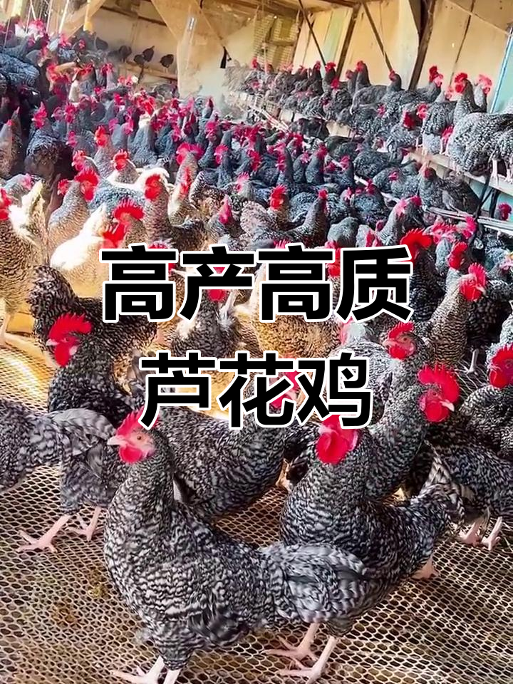 芦花鸡养殖与营养价值