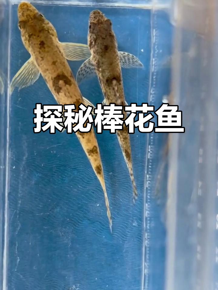 棒花鱼:底层鱼的秘密与高海拔生存