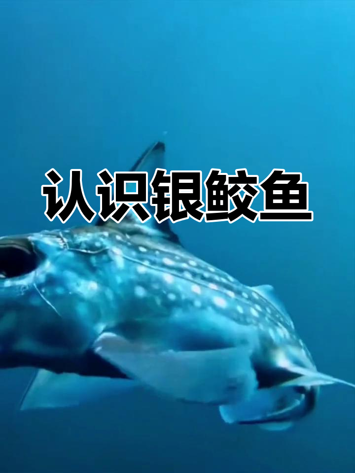 深海银鲛鱼:神秘海洋生物揭秘
