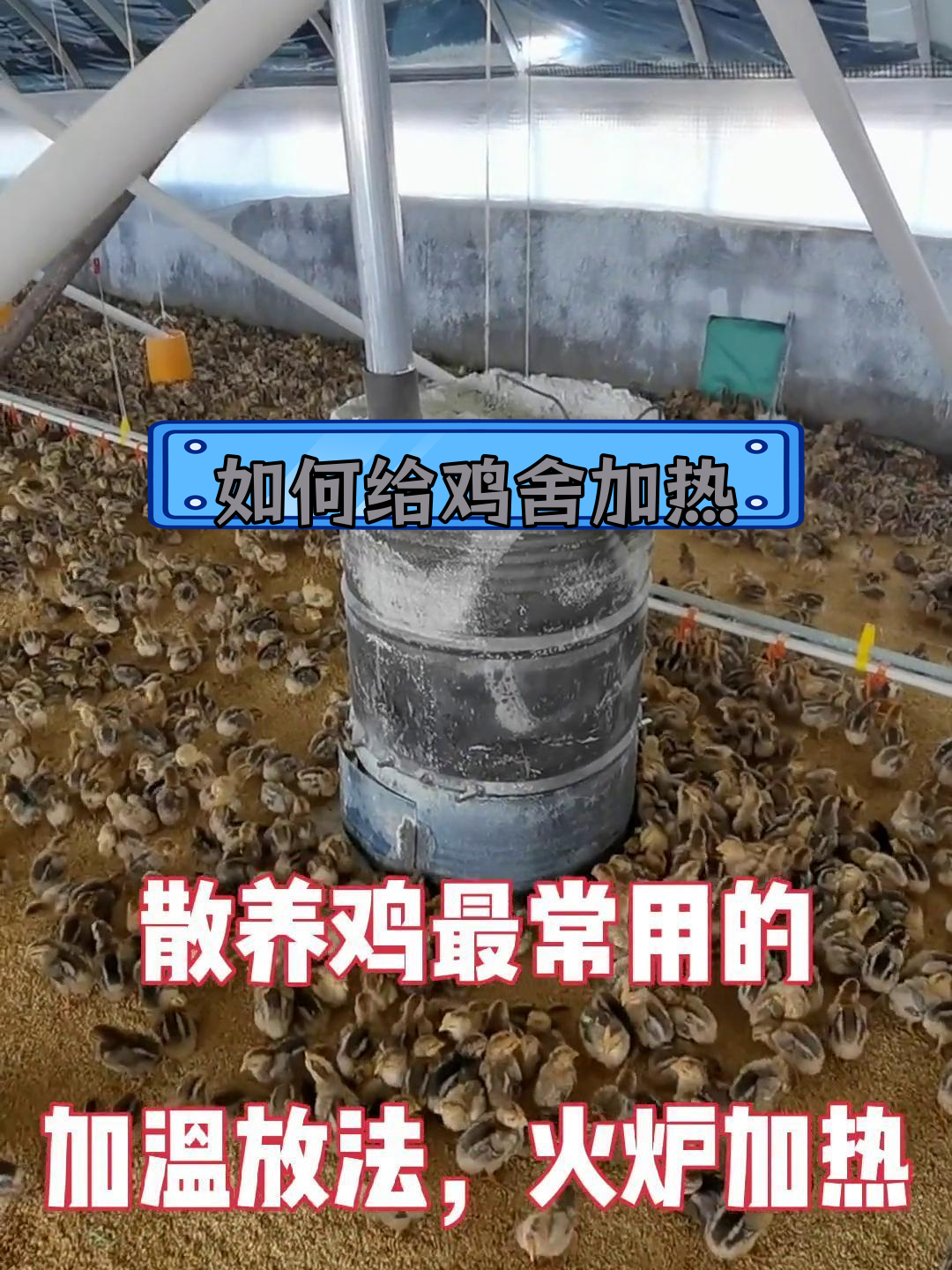 鸡舍加温技巧大揭秘