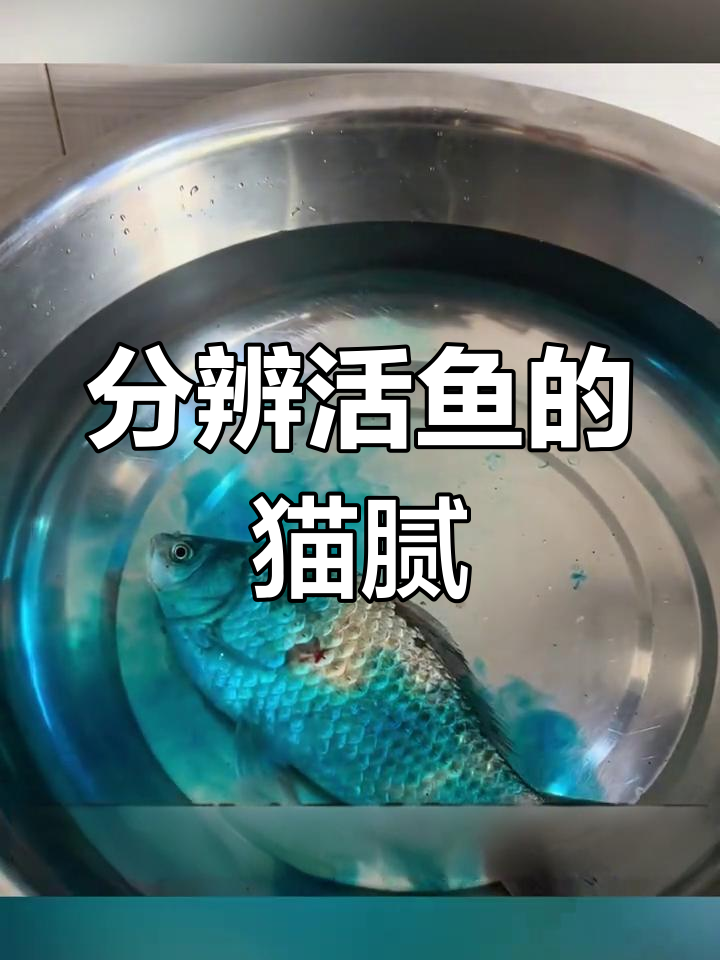 如何辨别活鱼是否被孔雀石绿浸泡?这些细节你得知道