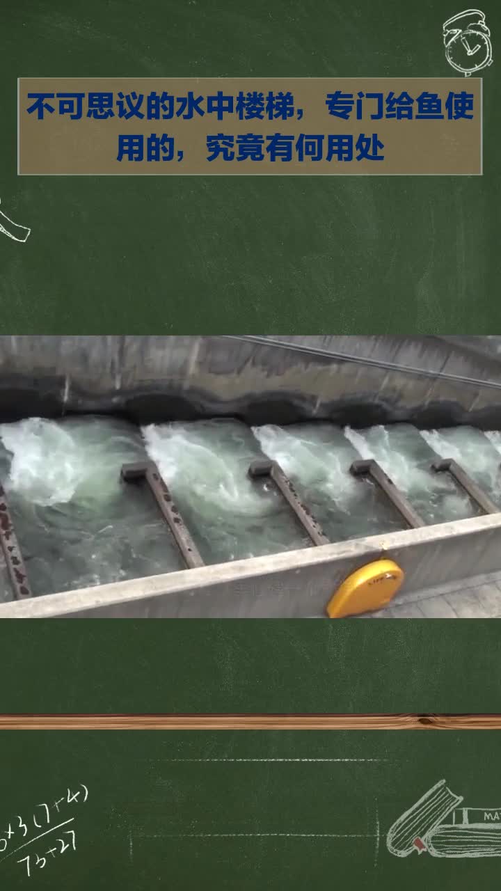 不可思议!水中专为鱼设计的楼梯,究竟有啥用?