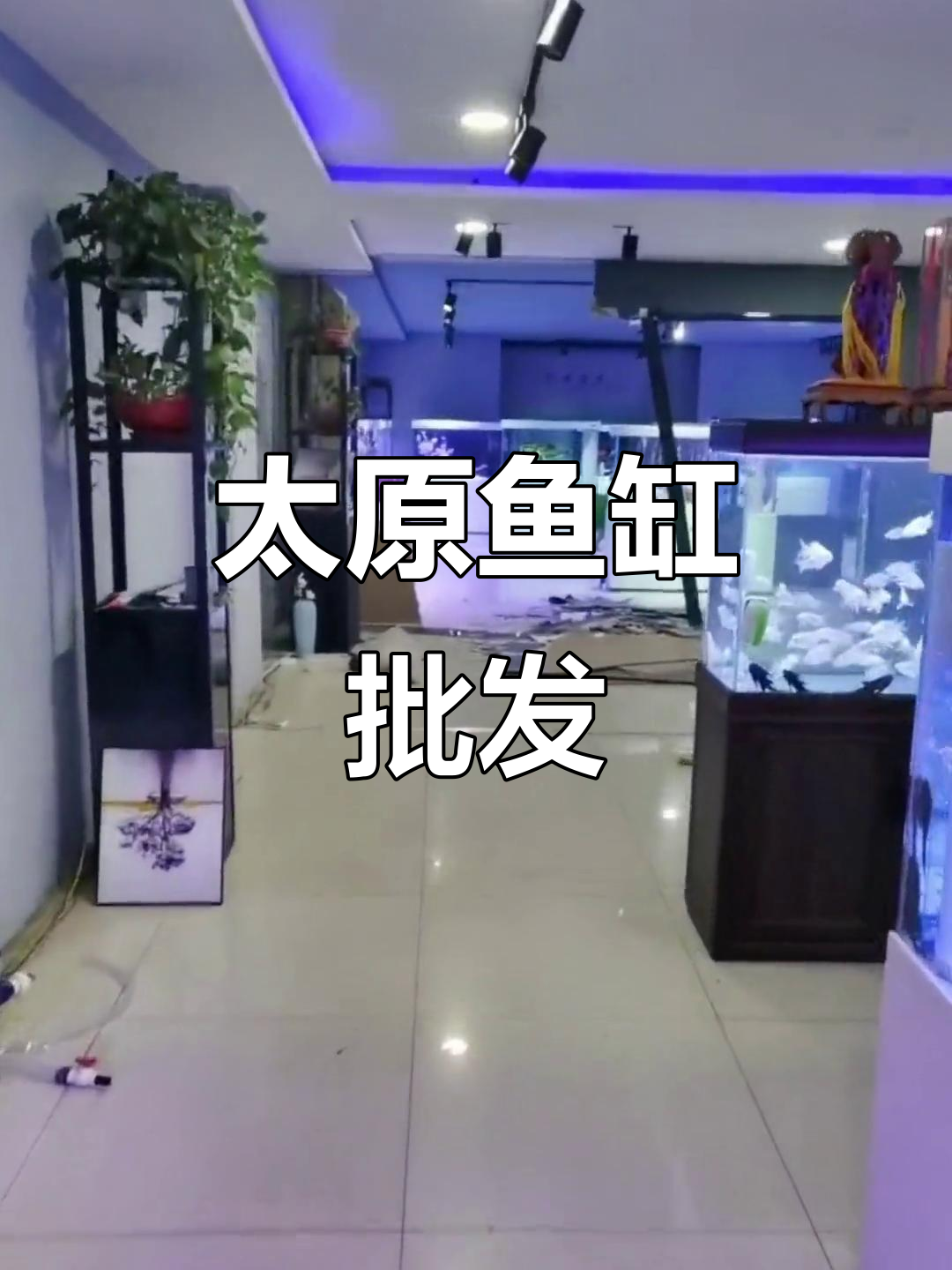 太原利忠水族:专业鱼缸批发与金谷幽兰水族馆