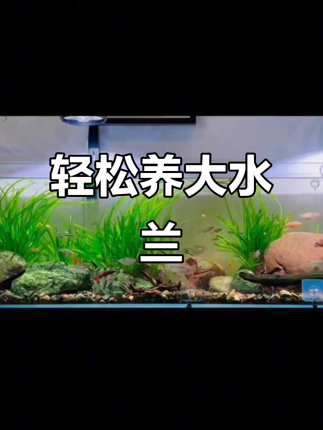 大水兰打造鱼缸绿色背景墙,水质清澈又美观