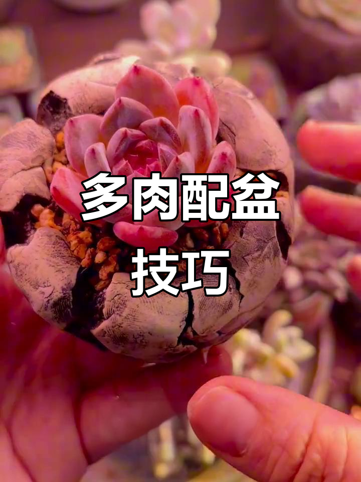 如何正确选择多肉配盆，避免水涝和黑腐