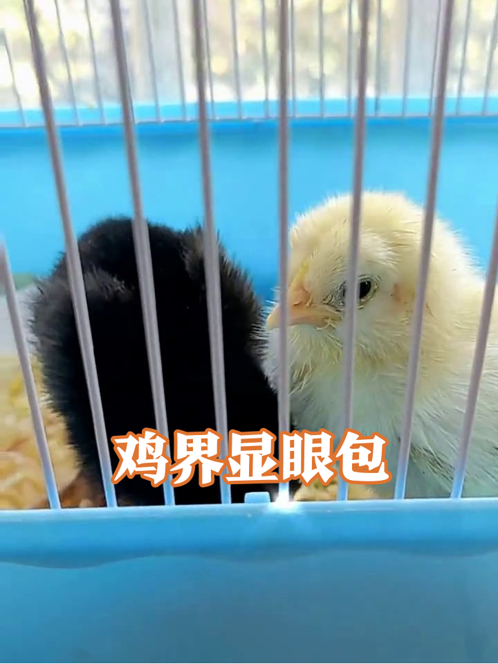 黄鸡黑鸡笼中互怼,贴贴干饭友谊太上头!