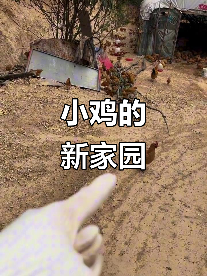 南京农场搭建鸡架,散养小鸡迎来新环境